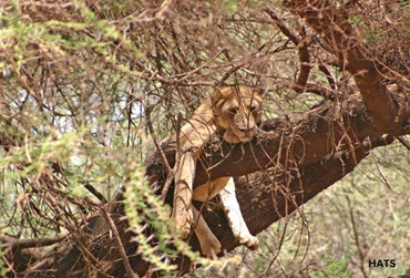 Lake Manyara National Park