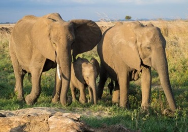 Day Trip To Tarangire National Park