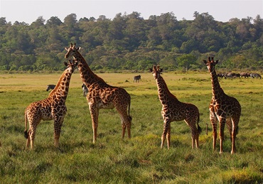 1-Day Arusha National Park