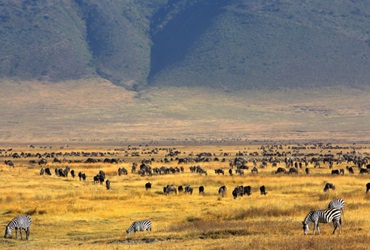 1-Day Ngorongoro Creater