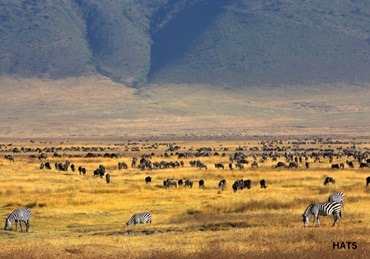 5-day Budget Safari in Tanzania