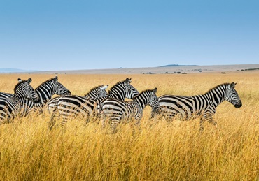 7-day Budget Safari in Tanzania