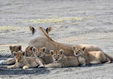 9-day Budget Safari in Tanzania