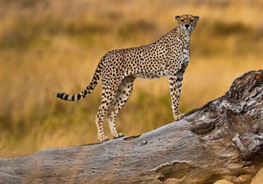 Budget Safari in Tanzania