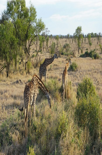 Tanzania Family Safari