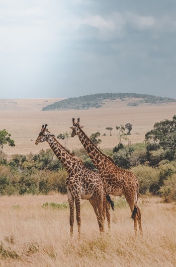 Tanzania Luxury Safari