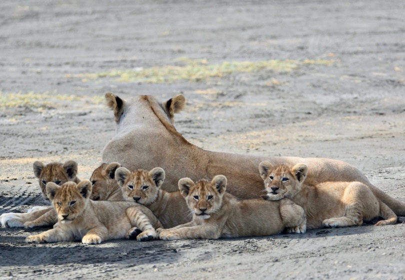 Ngorongoro Cracter