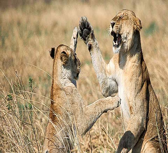 Tanzania Family Safari