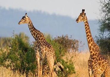 Tarangire National Park